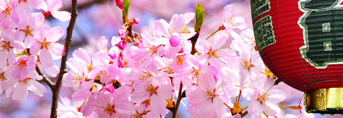 Springtime Cherry Blossom Tours